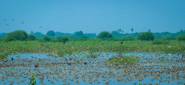கிளியூர்