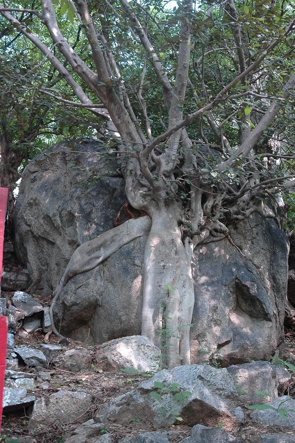 ஞானமலை யாத்திரை