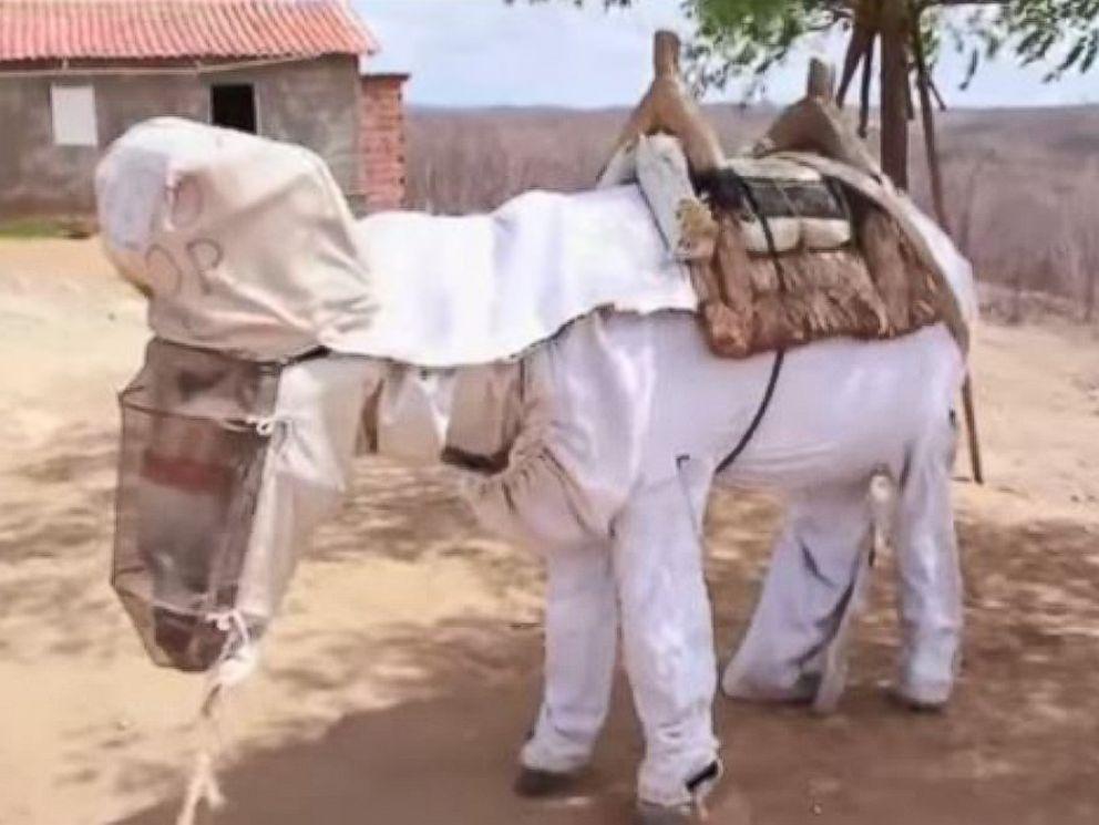 BEEKEEPING DONKEY