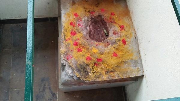 மயில் காலடி