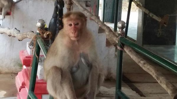 குரங்கு