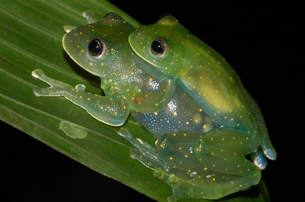 கண்ணாடி உயிர்கள்