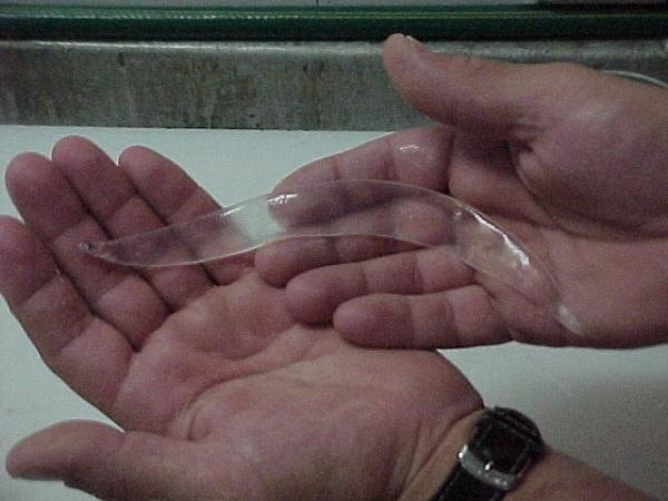 கண்ணாடி உயிர்கள்