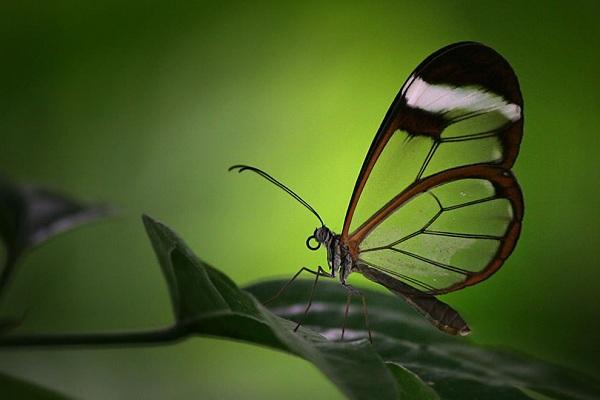 கண்ணாடி உயிர்கள்