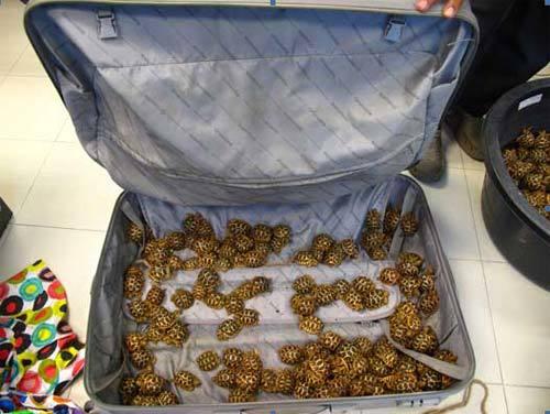 நட்சத்திர