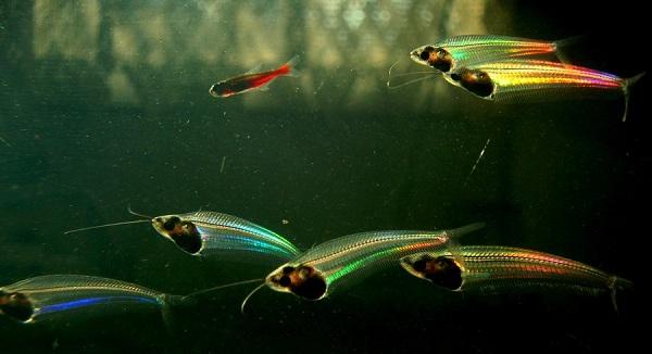 கண்ணாடி உயிர்கள்