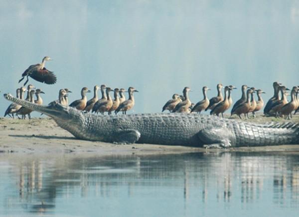 முதலை பண்ணை