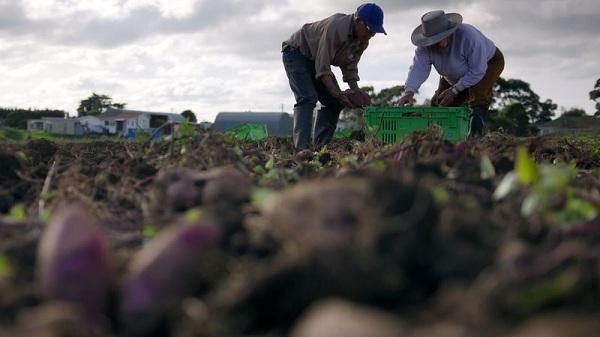 நியூசிலாந்து மண் வளம் காத்த சீனத் தம்பதி