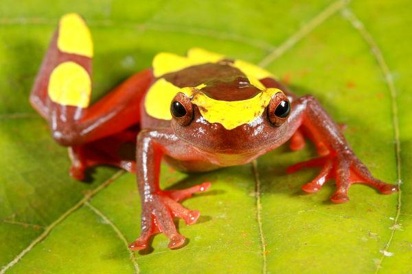 கோமாளி தவளை