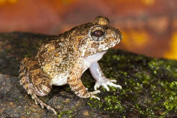 புதிய உயிரினங்கள்