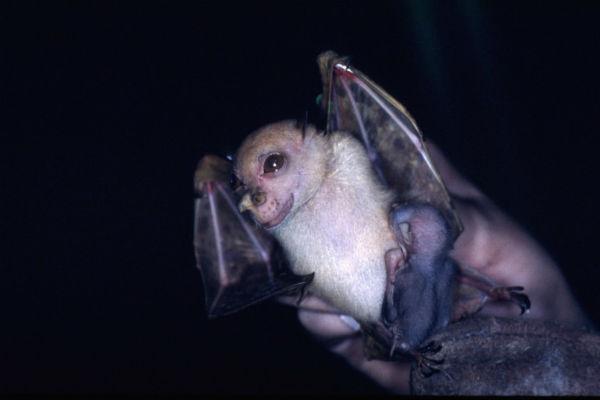 யோதா பேட் வவ்வால்