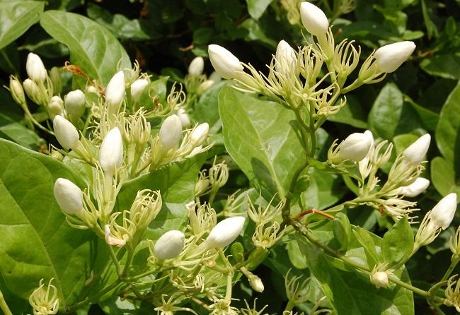 மதுரை மல்லிகை மதுரை மல்லிகை