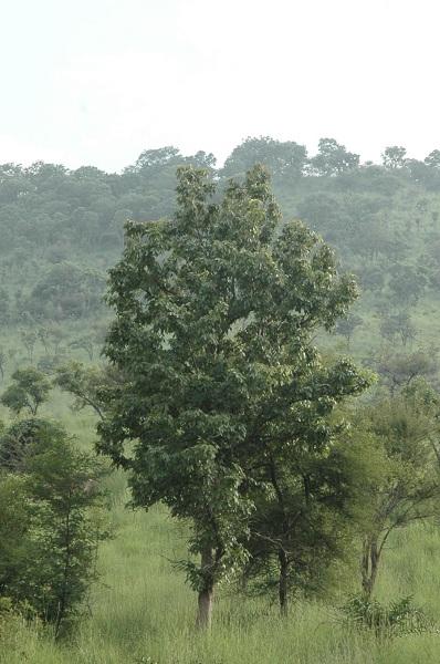 ஈசன் மலை