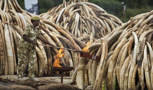 அழிக்கப்படும் யானை தந்தங்கள்