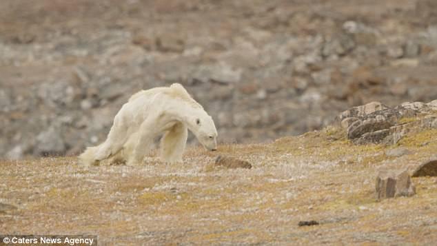 துருவக்கரடி