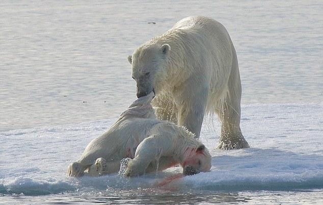 Polar bears