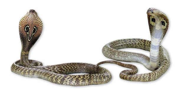 பாம்பு - கதை