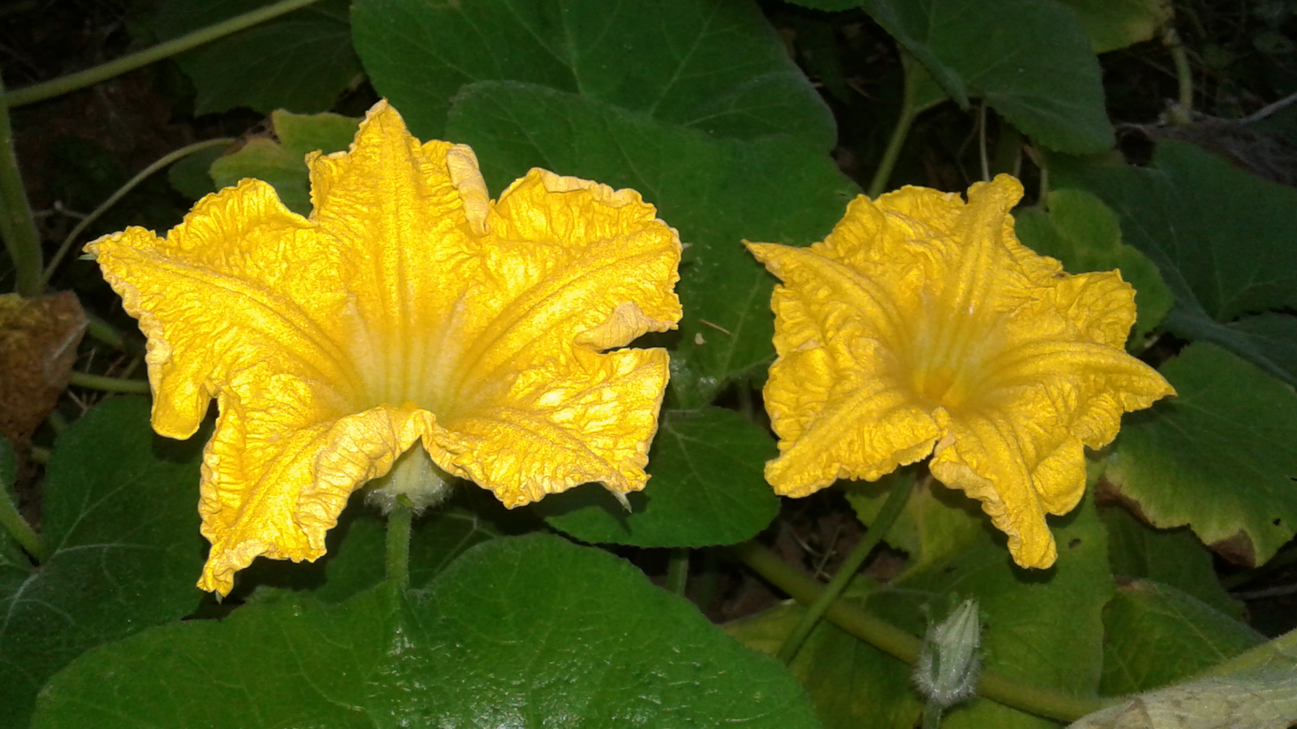 Pumpkin flower