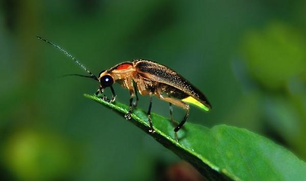 மின்மினிப் பூச்சி