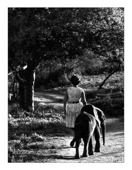 யானையுடன் ஷெல்ட்ரிக்