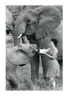 குட்டிகளை கவனித்துக் கொள்ளும் டேஃப்னே ஷெல்ரிக்