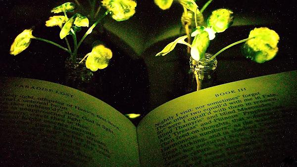 ஒளிரும் செடியின் இலைகள்