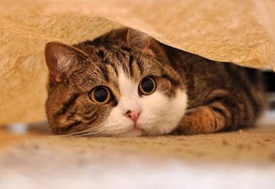 அழகுப் பூனை