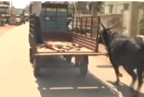 தாய் பசு