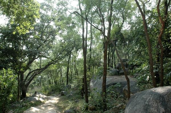 வள்ளிமலைக் காடு