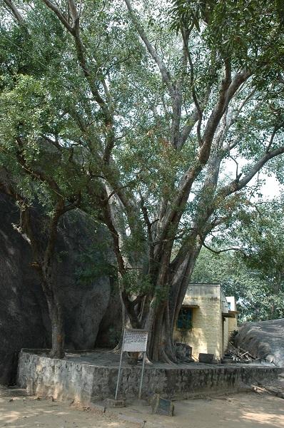 சித்தர் மரங்கள்