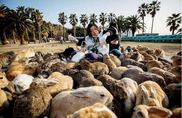 ரேபிட் விலங்குகள் தீவு