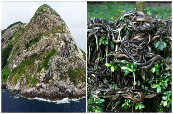 ஸ்னேக் தீவு - விலங்குகள்