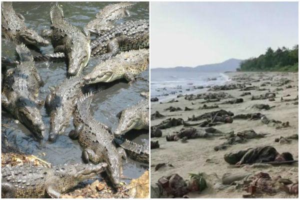 முதலை தீவு