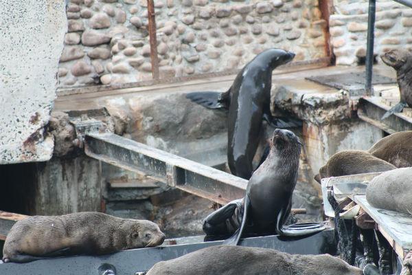 சீல் தீவு