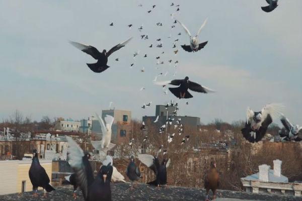 புறாக்கள்