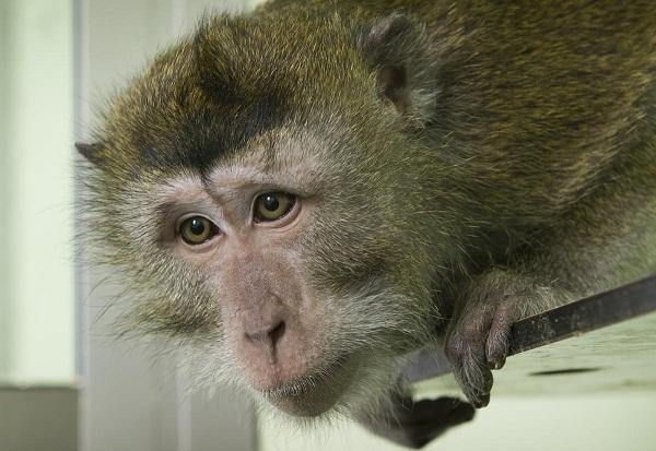 ஃபோக்ஸ்வாகன் மேற்கொண்ட குரங்கு ஆராய்ச்சி