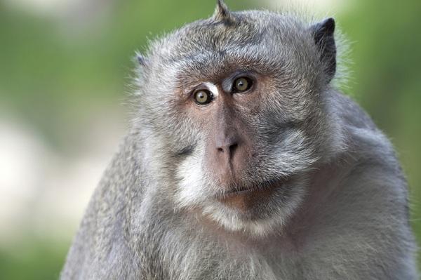 ஃபோக்ஸ்வாகன் மேற்கொண்ட குரங்கு ஆராய்ச்சி