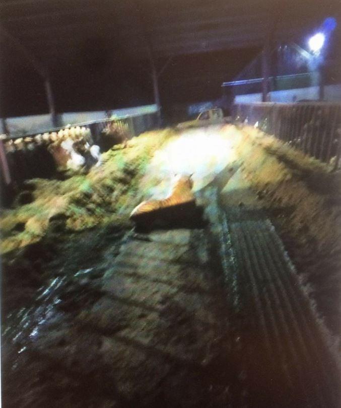 புலி பொம்மை