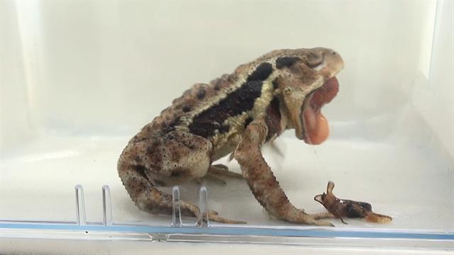 பாம்பார்டியர்