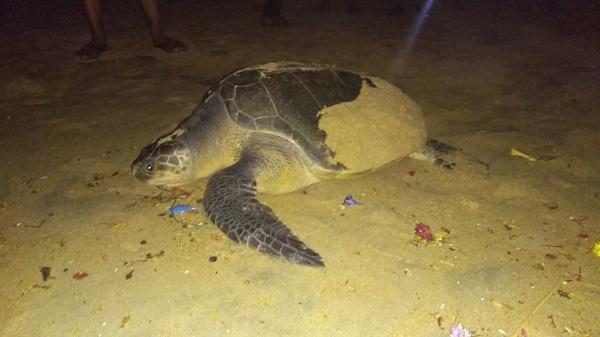 திரும்பிப் போகும் ஆமை