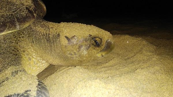 ஆலிவ் ரிட்லி