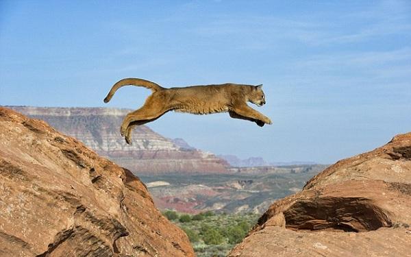 அழிந்து போன பூமா