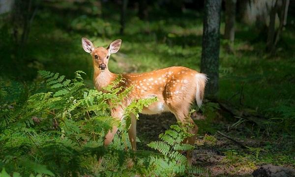 வெள்ளை வால் மான்