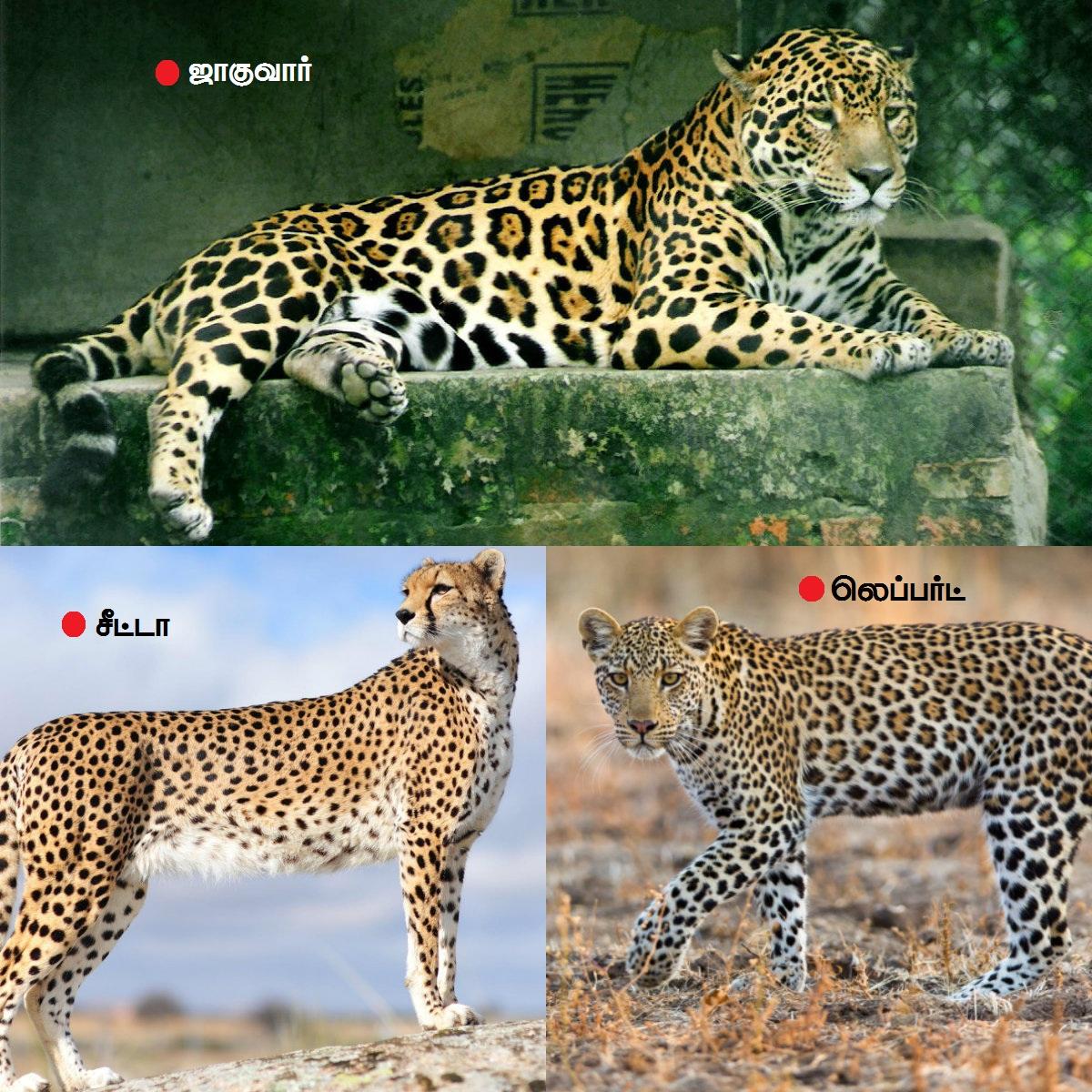 Леопард и гепард
