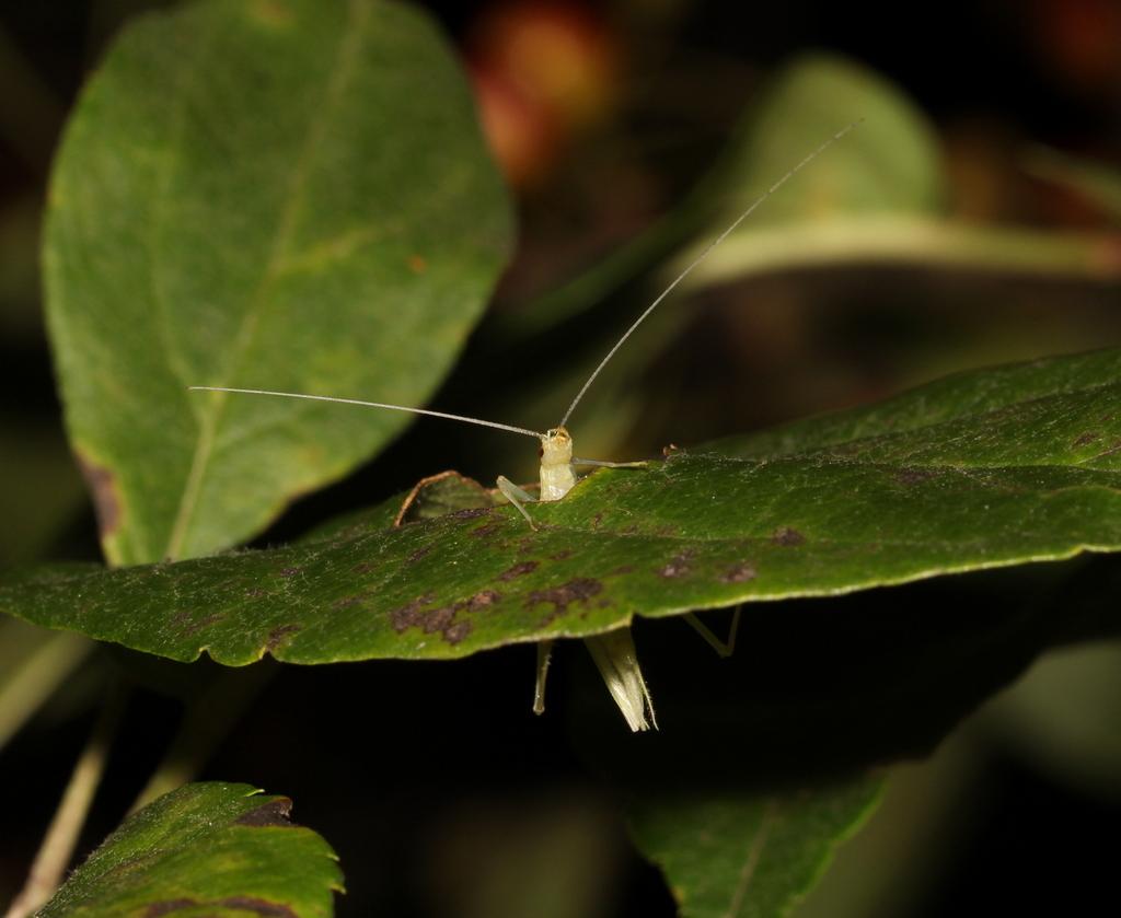 சில்வண்டு