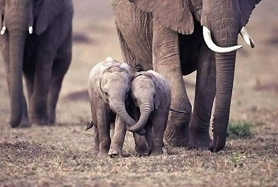 யானைகள்