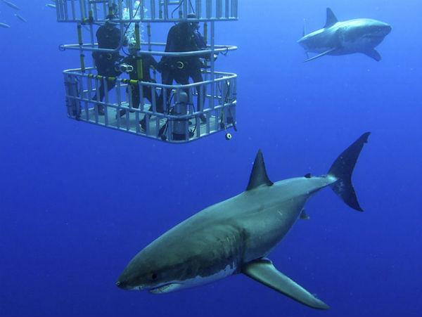 கான்ஸ்பாய் சுறா