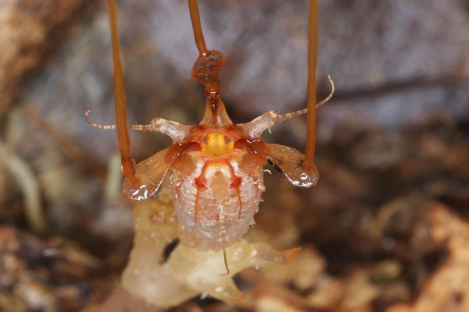 ஒட்டுண்ணி திஸ்மியா நெப்டியூனிஸ் (Thismia neptunis)