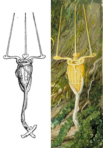 ஒட்டுண்ணி தாவரம் திஸ்மியா நெப்டியூனிஸ் (Thismia neptunis)