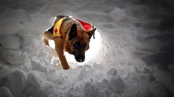 சூப்பர் ஹீரோ நாய்கள்